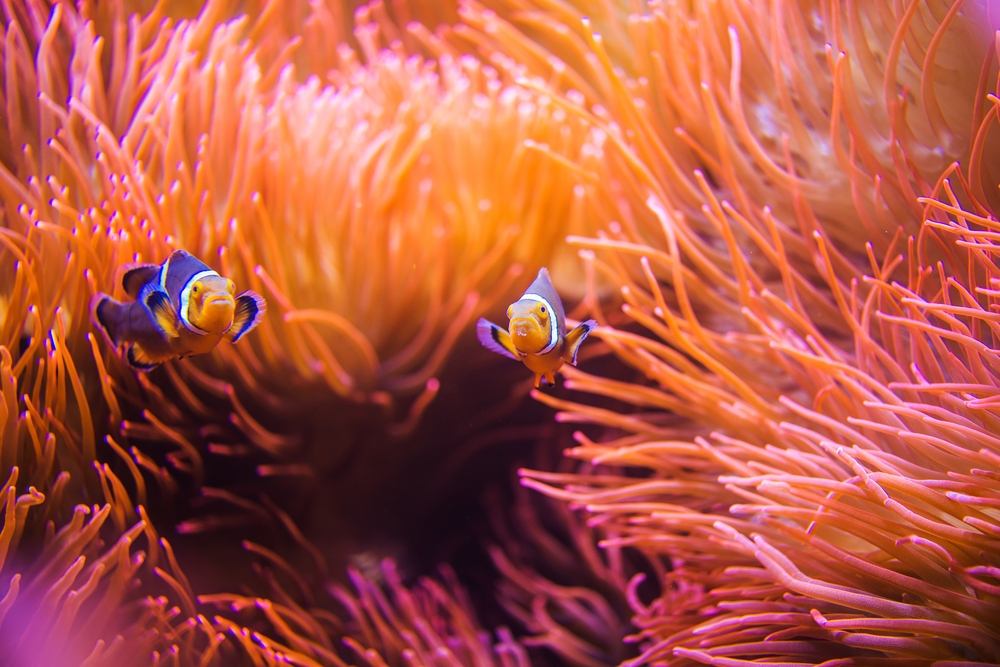 Living coral – màu cam san hô 6