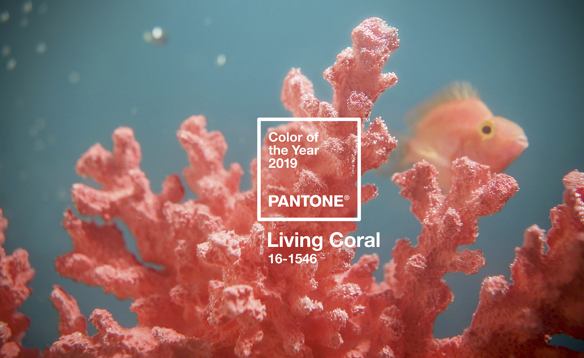 Living coral – màu cam san hô